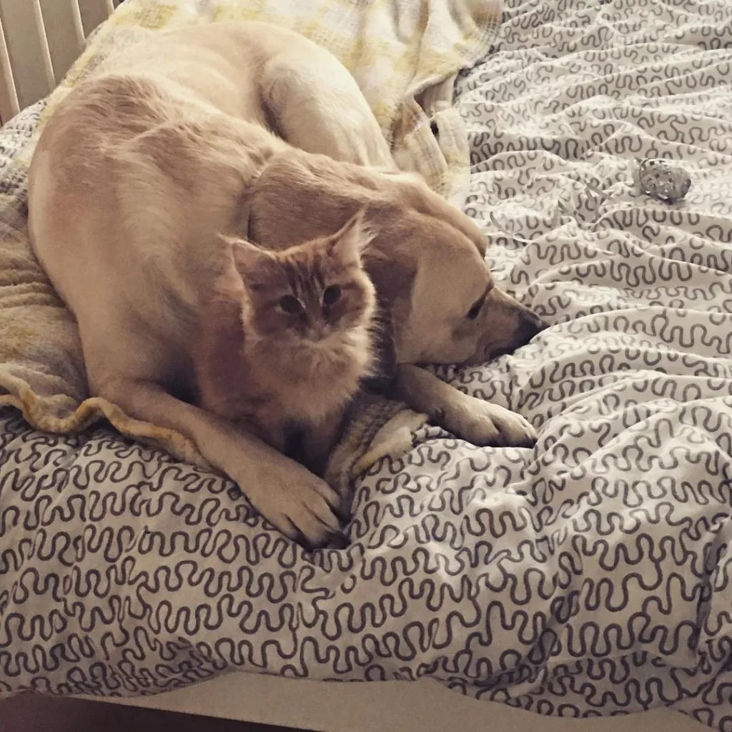 Labradorwelpe und Katze