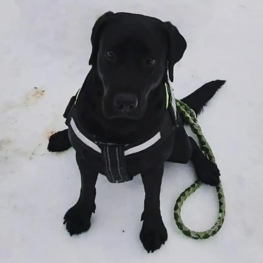 Erkälten sich Labradore im Winter?