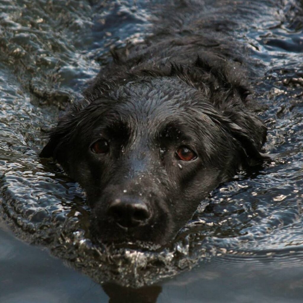 Schwarzer Labrador hund schwimmen