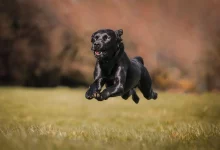 Wie schnell kann ein Labrador laufen