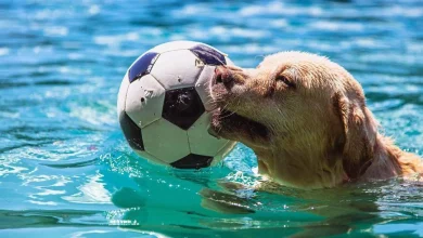 Warum lieben Labrador Retriever Wasser