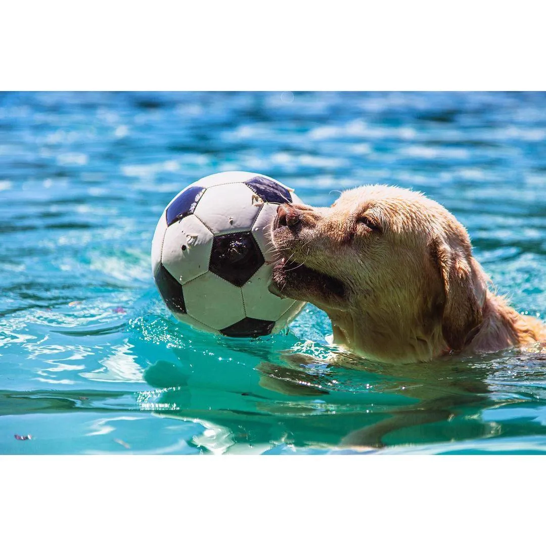 Warum lieben Labrador Retriever Wasser
