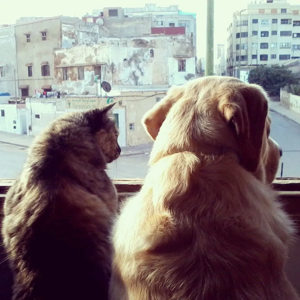 Labrador und Katze