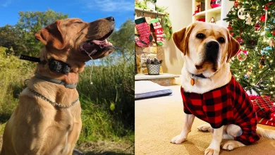 Arbeitslinie Labrador vs. Ausstellungslinie Labrador