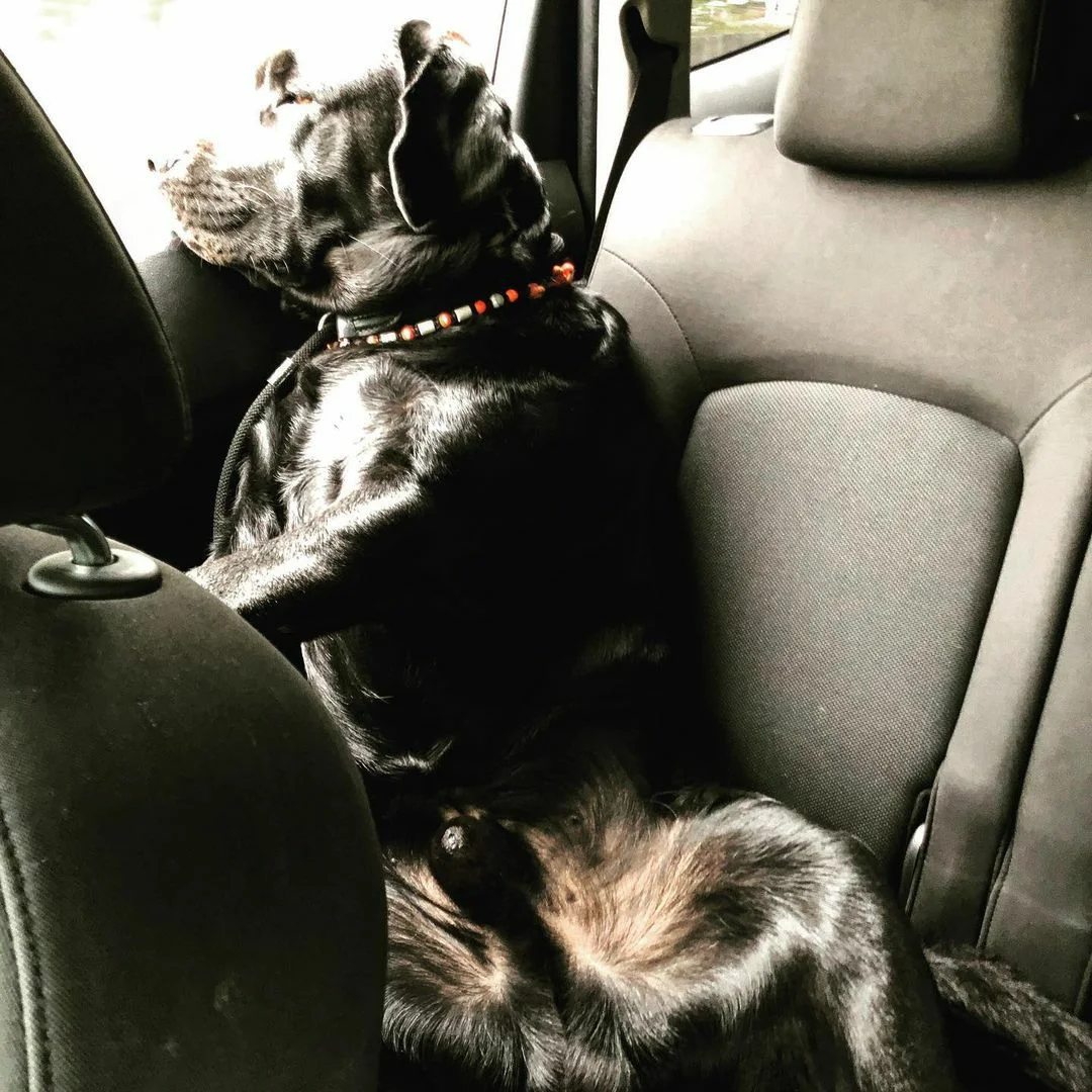 lange autofahrt mit hund