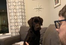 Labrador Retriever trainiert