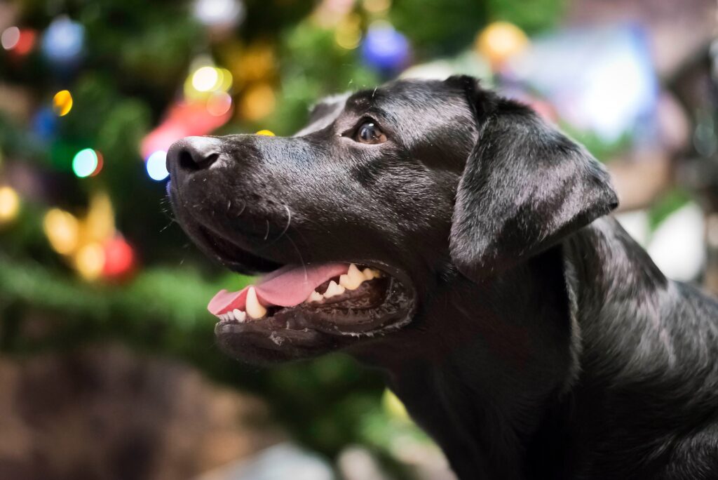 labrador schwarz