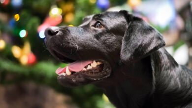 labrador schwarz