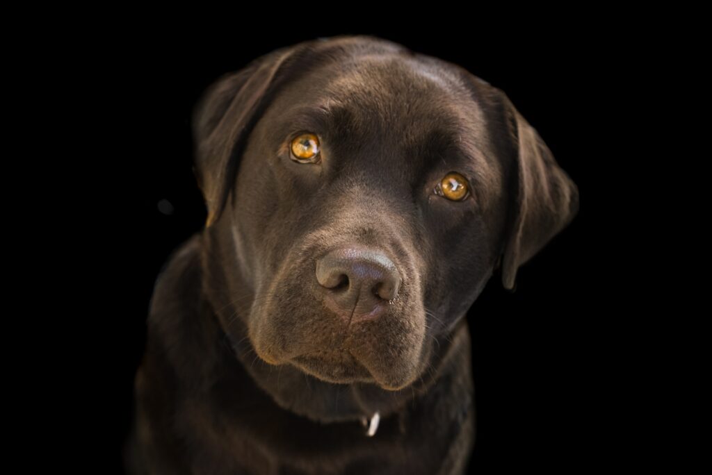 labrador schwarz