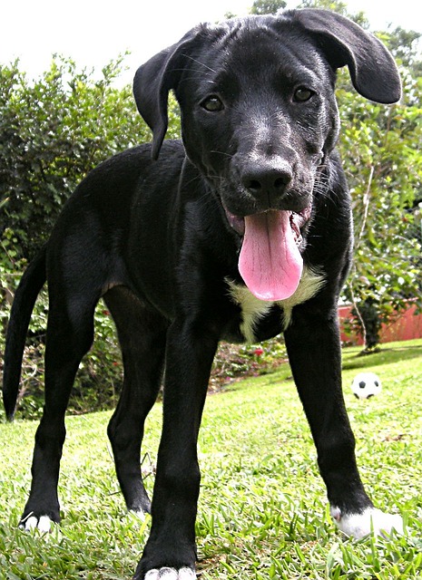 labrador schwarz